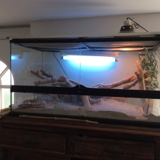 Image pour l'annonce Vos terrarium complet avec pogonas