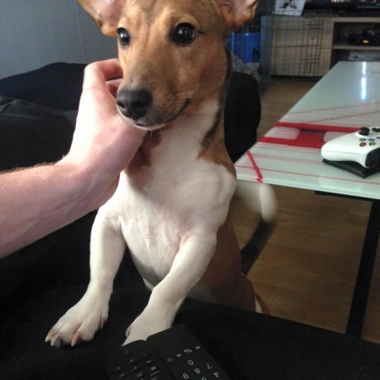 Image pour l'annonce Vends Jack Russel