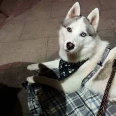 Image pour l'annonce Loulou, husky sibérien 7 mois.