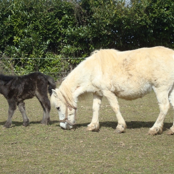 Image pour l'annonce Vends Poulains Shetland