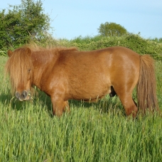 Image pour l'annonce Vends Poulains Shetland
