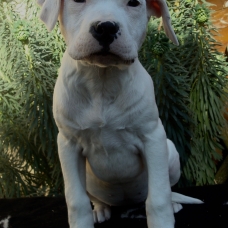 Image pour l'annonce Vends chiots femelles Dogues Argentins LOF