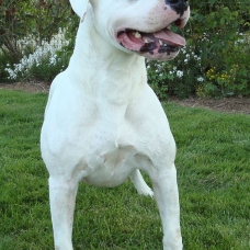 Image pour l'annonce Vends chiots femelles Dogues Argentins LOF