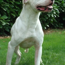 Image pour l'annonce Vends chiots femelles Dogues Argentins LOF