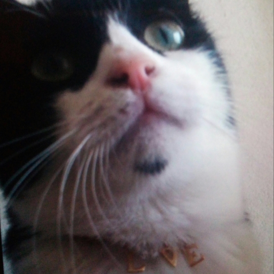 Image pour l'annonce Donne jeune chat