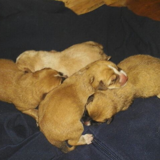Image pour l'annonce Donne chiots croisés berger des Pyrénées père type berger allemand