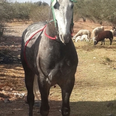 Image pour l'annonce Arabe barbe hongre
