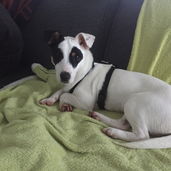 Image pour l'annonce Donne jack russel