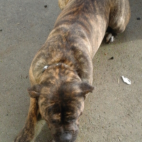 Image pour l'annonce vends  femelle Cane corso