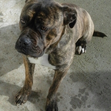 Image pour l'annonce vends  femelle Cane corso