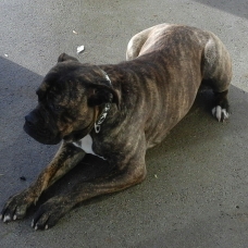 Image pour l'annonce vends  femelle Cane corso