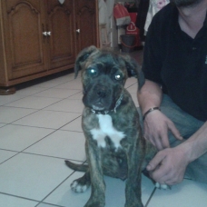 Image pour l'annonce vends  femelle Cane corso