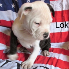 Image pour l'annonce Vend chiots bouledogue américain