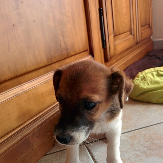 Image pour l'annonce Donne chiots males