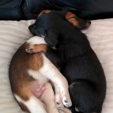 Image pour l'annonce Donne chiots males