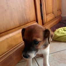 Image pour l'annonce Donne chiots males