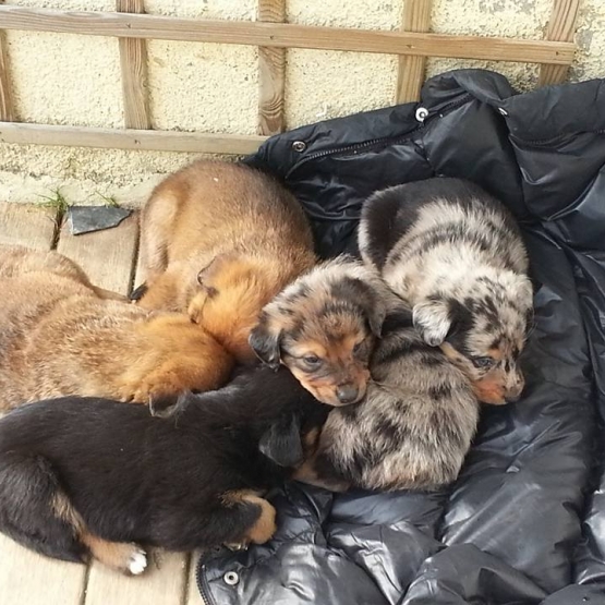 Image pour l'annonce DONNE CHIOTS CROISES BEAUCERON / BORDER COLLIE