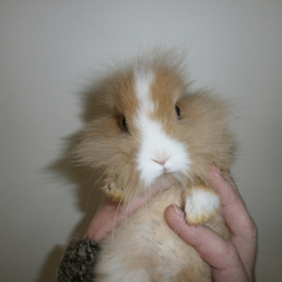 Image pour l'annonce A réserver bébé lapin nain