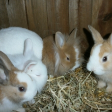 Image pour l'annonce A réserver bébé lapin nain
