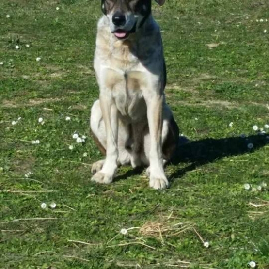 Image pour l'annonce Chico chien à l'adoption