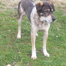 Image pour l'annonce Chico chien à l'adoption
