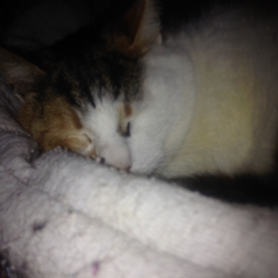 Image pour l'annonce Don d'un chat femelle