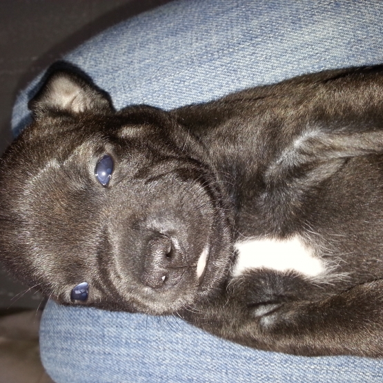 Image pour l'annonce Staffordshire bull terrier LOF