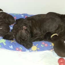 Image pour l'annonce Staffordshire bull terrier LOF