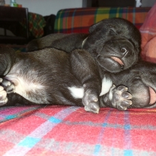 Image pour l'annonce Staffordshire bull terrier LOF