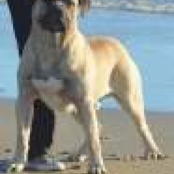 Image pour l'annonce VENDS CHIOTS DOGO CANARIO LOF