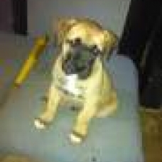 Image pour l'annonce VENDS CHIOTS DOGO CANARIO LOF