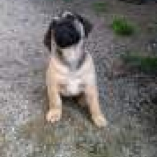 Image pour l'annonce VENDS CHIOTS DOGO CANARIO LOF