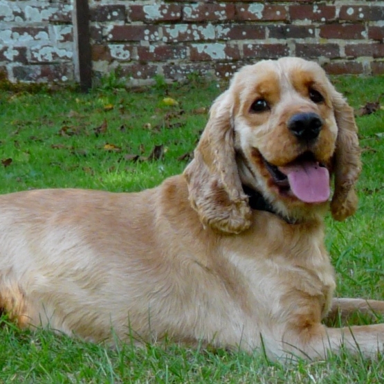 Image pour l'annonce Donne Cocker Anglais Spaniel inscrit au LOF