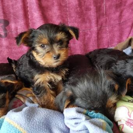 Image pour l'annonce Vends chiots yorkshire