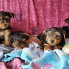 Image pour l'annonce Vends chiots yorkshire