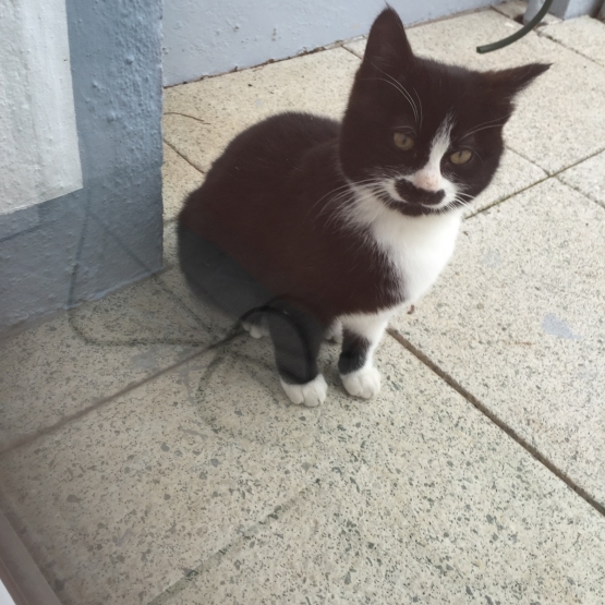 Image pour l'annonce Donne un chaton noir et blanc 3 mois et demi
