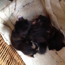 Image pour l'annonce chatons à adopter !!