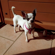 Image pour l'annonce Jeune femelle chihuahua miniature bleu et blanche