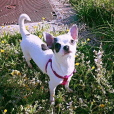 Image pour l'annonce Jeune femelle chihuahua miniature bleu et blanche