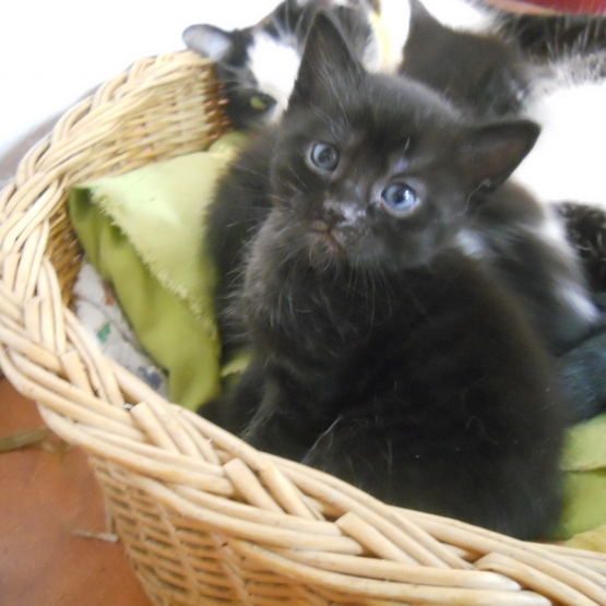 Image pour l'annonce Chatons à donner