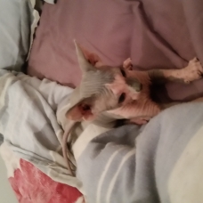 Image pour l'annonce vends chaton sphynx