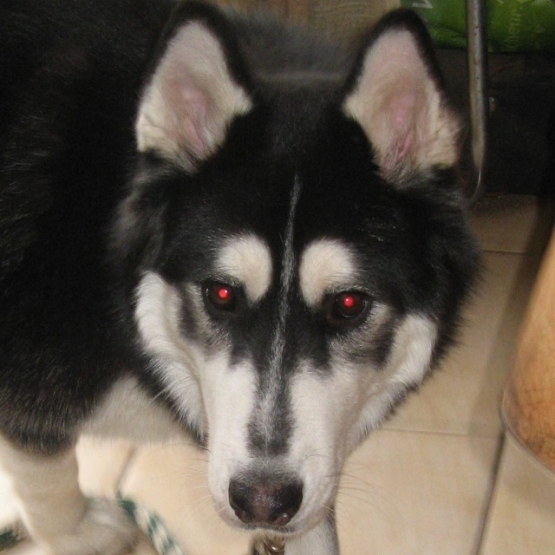 Image pour l'annonce A adopter :  LUCKY, croisé husky de sibérie, 15 mois - M