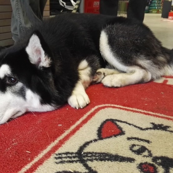 Image pour l'annonce A adopter :  LUCKY, croisé husky de sibérie, 15 mois - M