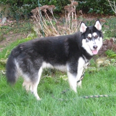 Image pour l'annonce A adopter :  LUCKY, croisé husky de sibérie, 15 mois - M