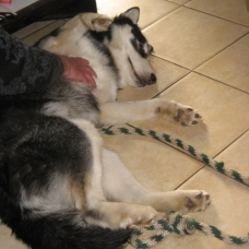 Image pour l'annonce A adopter :  LUCKY, croisé husky de sibérie, 15 mois - M