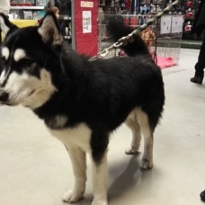 Image pour l'annonce A adopter :  LUCKY, croisé husky de sibérie, 15 mois - M