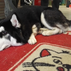 Image pour l'annonce A adopter :  LUCKY, croisé husky de sibérie, 15 mois - M