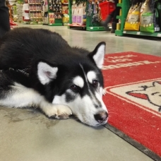 Image pour l'annonce A adopter :  LUCKY, croisé husky de sibérie, 15 mois - M