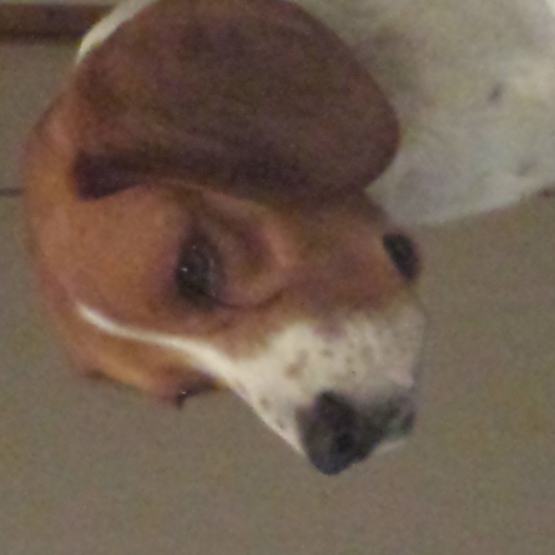 Image pour l'annonce Donne beagle