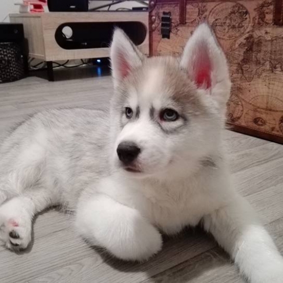 Image pour l'annonce Donne adorable chiot husky de 3 mois